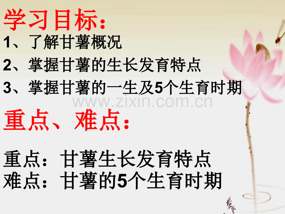 甘薯的生长发育.ppt_第2页