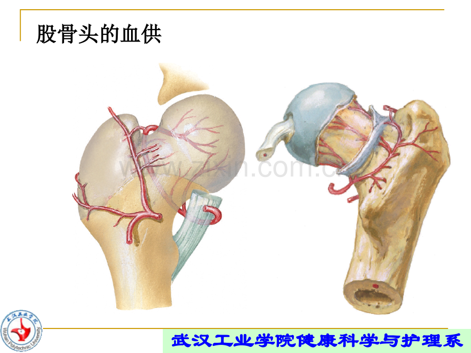 股骨颈骨折的康复.ppt_第3页