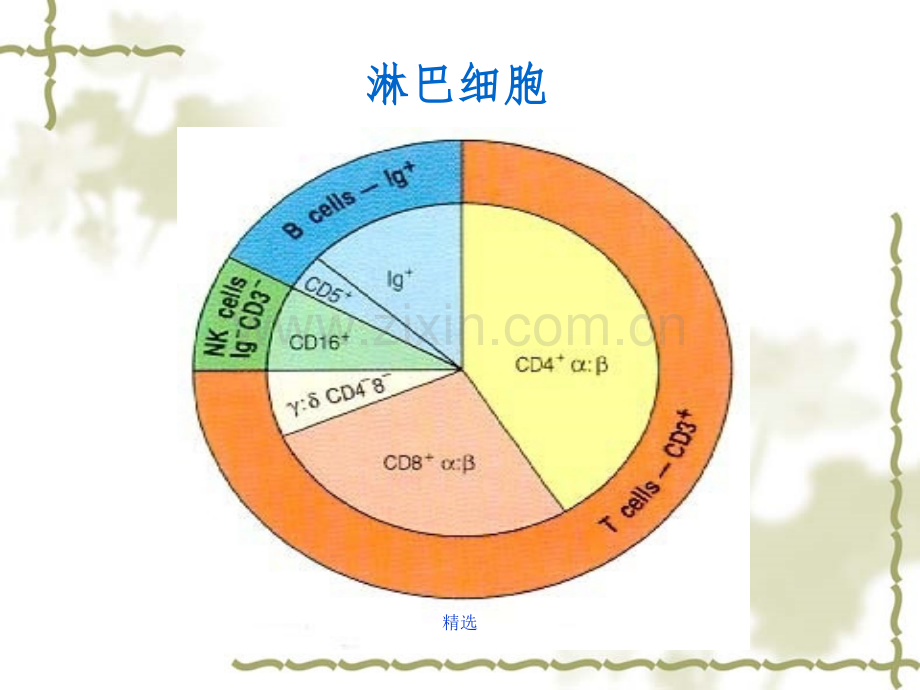 淋巴细胞.ppt_第3页