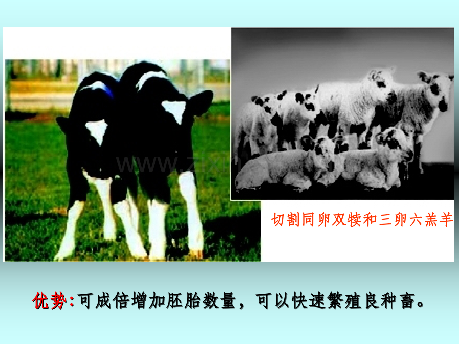 胚胎分割.ppt_第3页