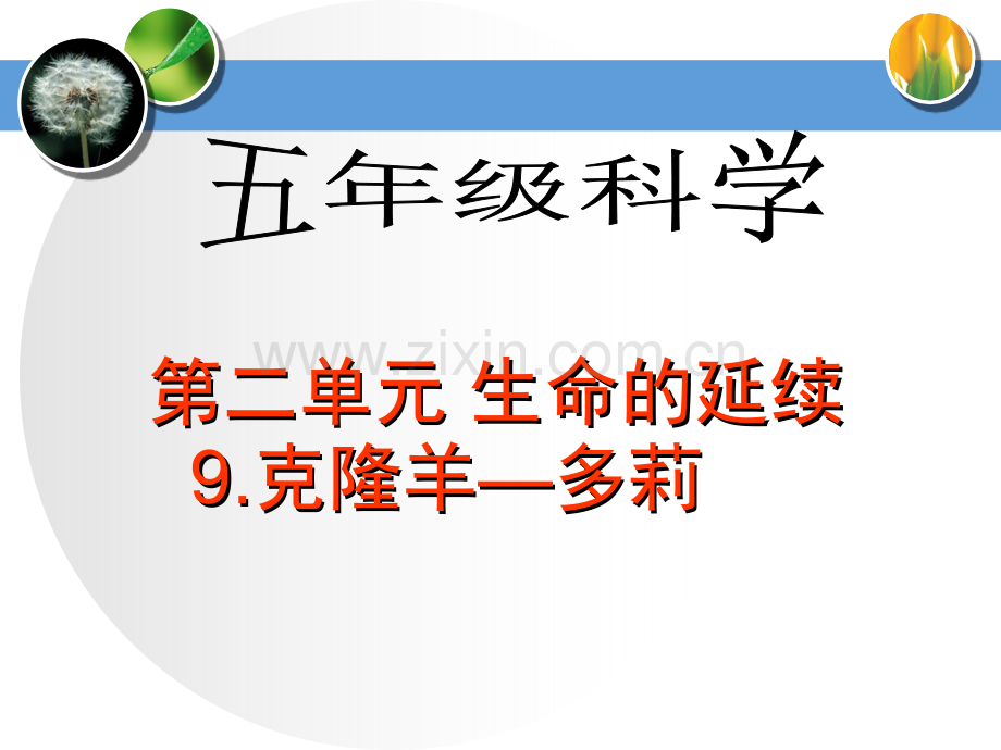 2017年冀教版小学五年级下册科学《克隆羊—多莉PPT课件》.ppt_第1页