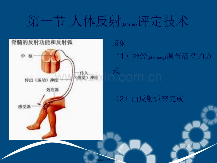 反射评定与人体发育.ppt_第2页