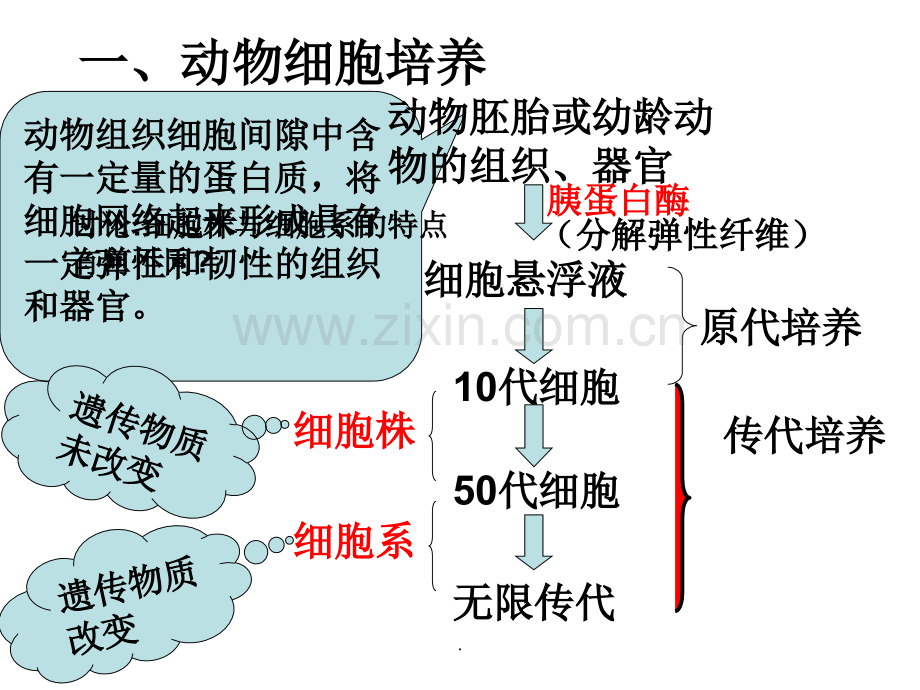 高中生物选修3(人教版)动物细胞工程.ppt_第3页