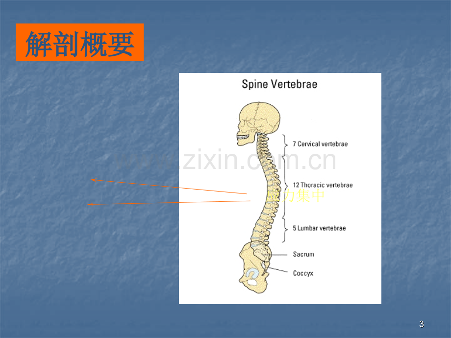 腰椎间盘突出症.ppt_第3页