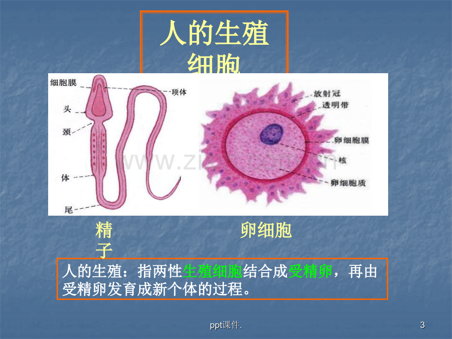 人的生殖过程精选幻灯片.ppt_第3页