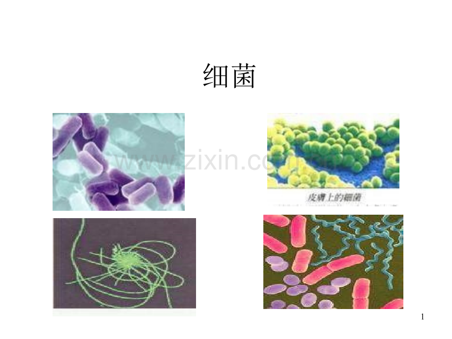 小学科学细菌和病毒.ppt_第1页