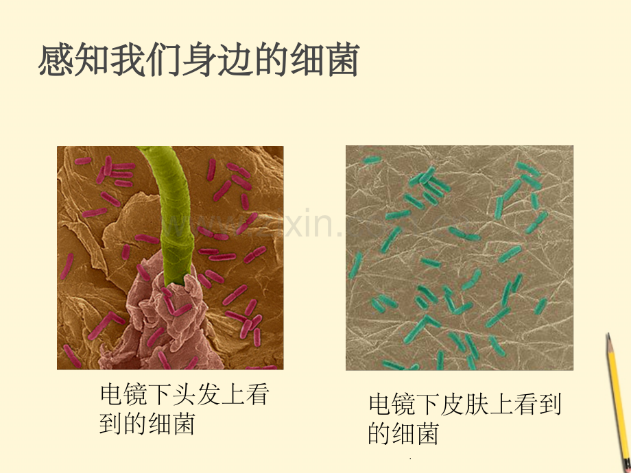 八年级生物上册：细菌.ppt_第2页