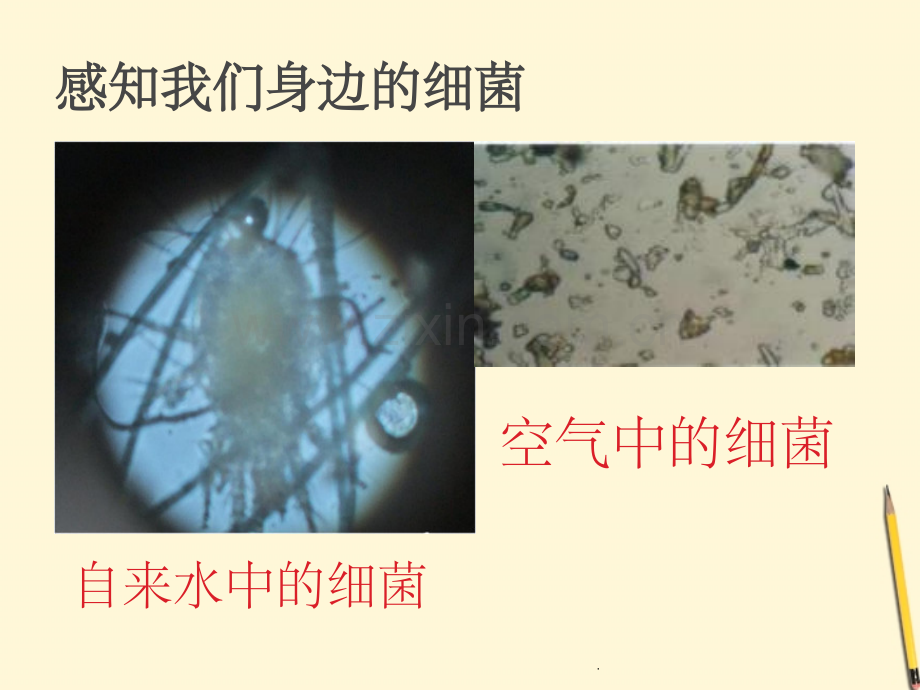 八年级生物上册：细菌.ppt_第3页