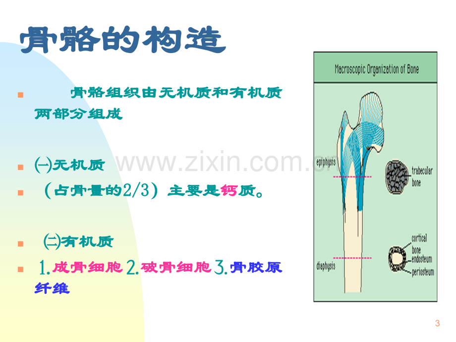 骨质疏松症预防与保健.ppt_第3页