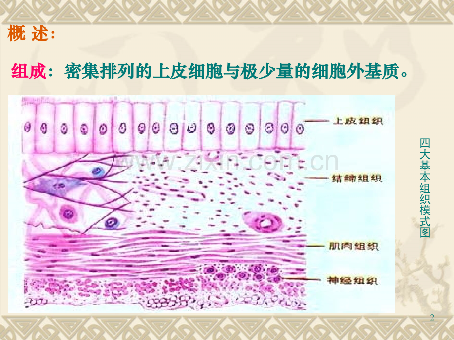 组织学上皮组织.ppt_第2页