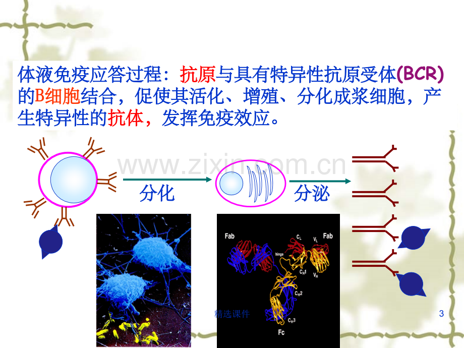 B淋巴细胞介导的体液免疫应答.ppt_第3页