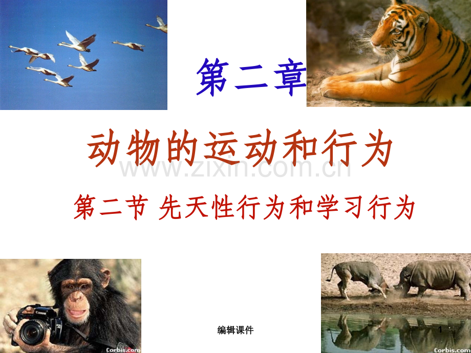 人教版八年级生物上-先天性行为和学习行为.ppt_第1页