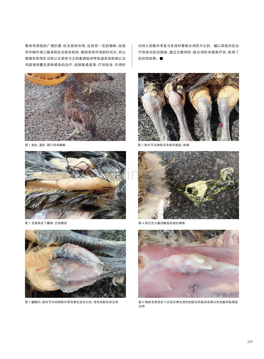 鸡滑液囊支原体病诊治病例图说.pdf_第3页