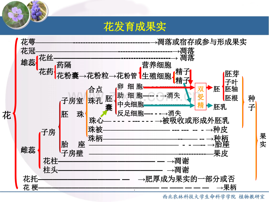 -种子和果实的发育.ppt_第3页