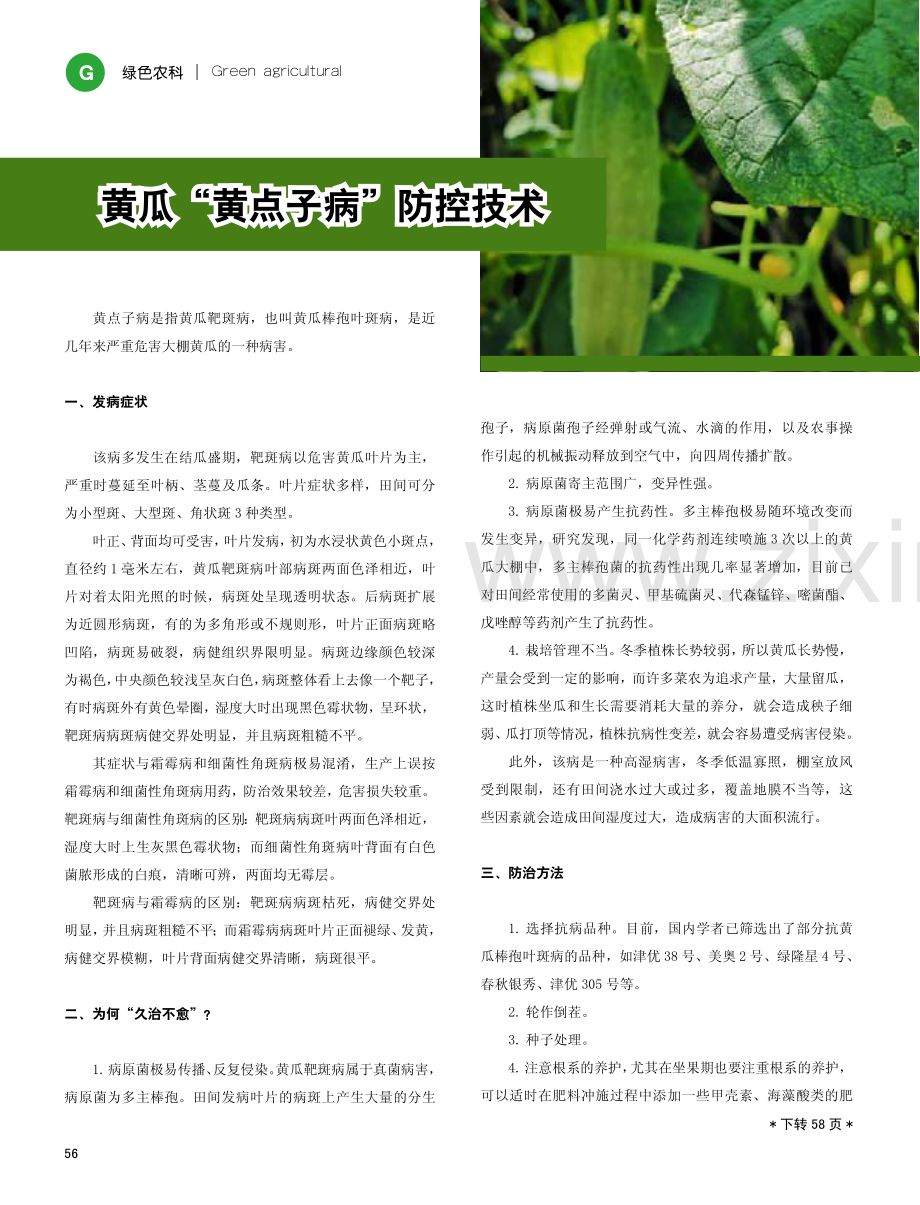 黄瓜“黄点子病”防控技术.pdf_第1页