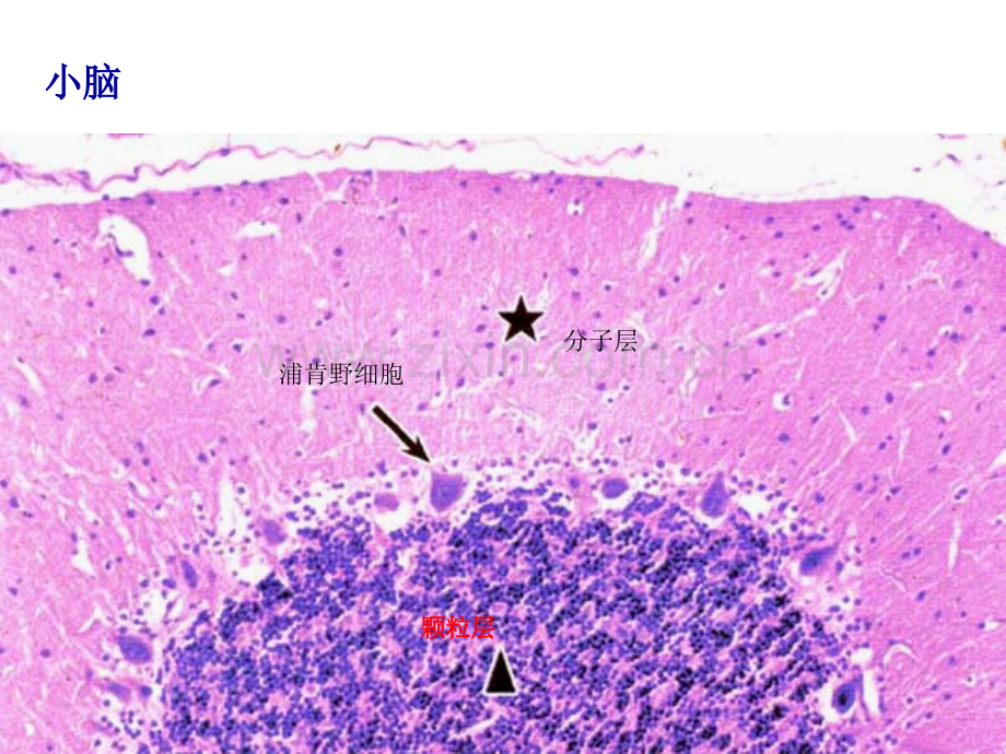 组织学与胚胎学图谱.ppt_第1页