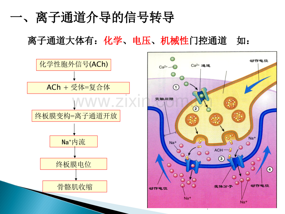 第二章2(2)细胞的跨膜信号转导.ppt_第2页