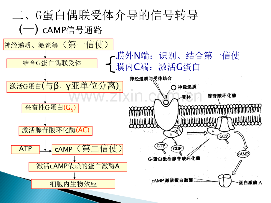 第二章2(2)细胞的跨膜信号转导.ppt_第3页