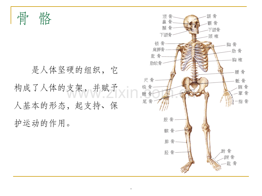 头面部骨骼和肌肉.ppt_第3页