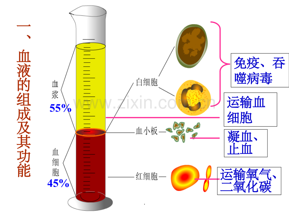 血液的组成及其功能.ppt_第3页