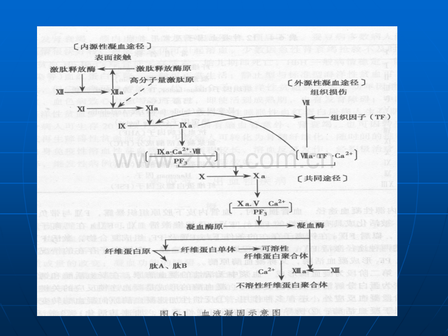 儿科护理学.ppt_第2页