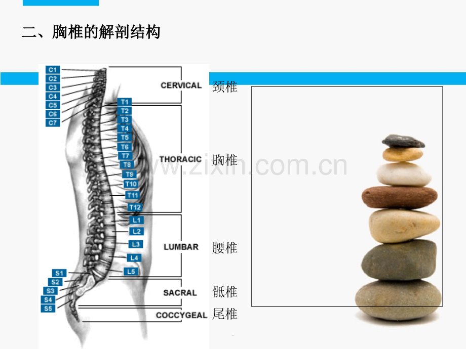 胸椎解剖及生理.ppt_第3页