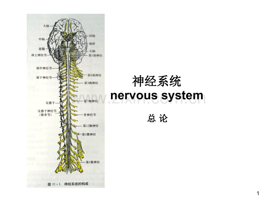 神经系统总论和脊髓.ppt_第1页