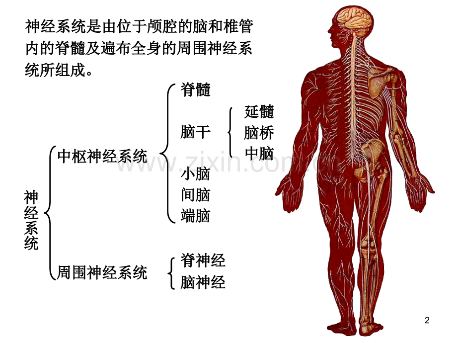 神经系统总论和脊髓.ppt_第2页