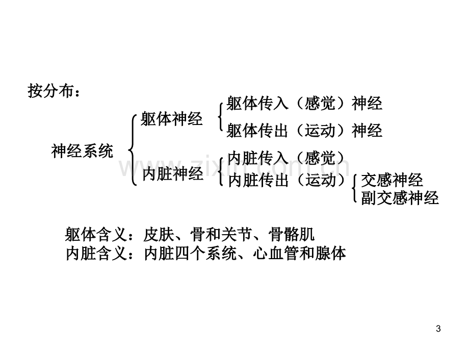 神经系统总论和脊髓.ppt_第3页