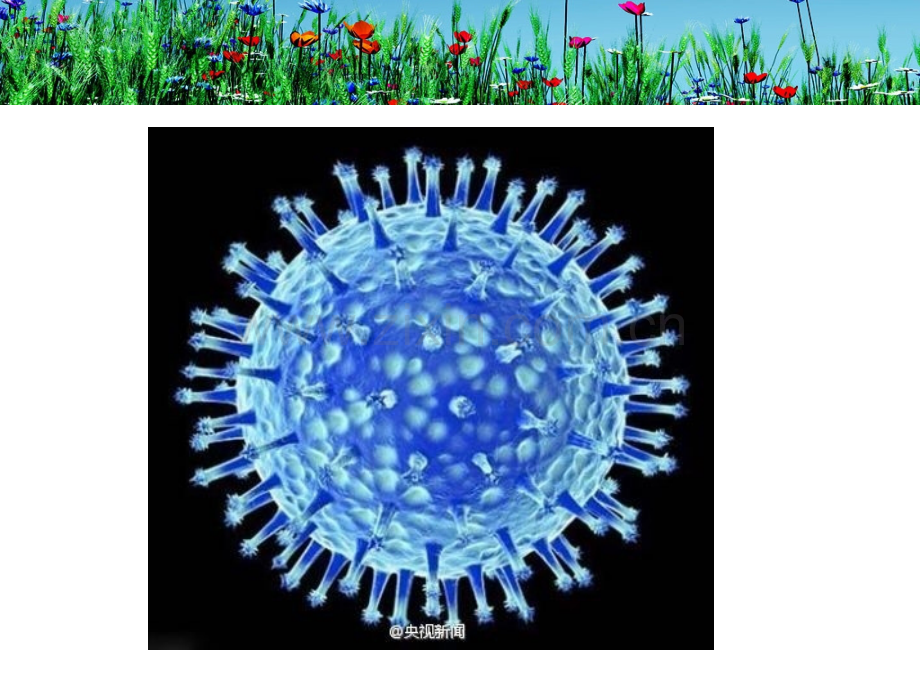 人感染H7N9禽流感报告方法.ppt_第2页