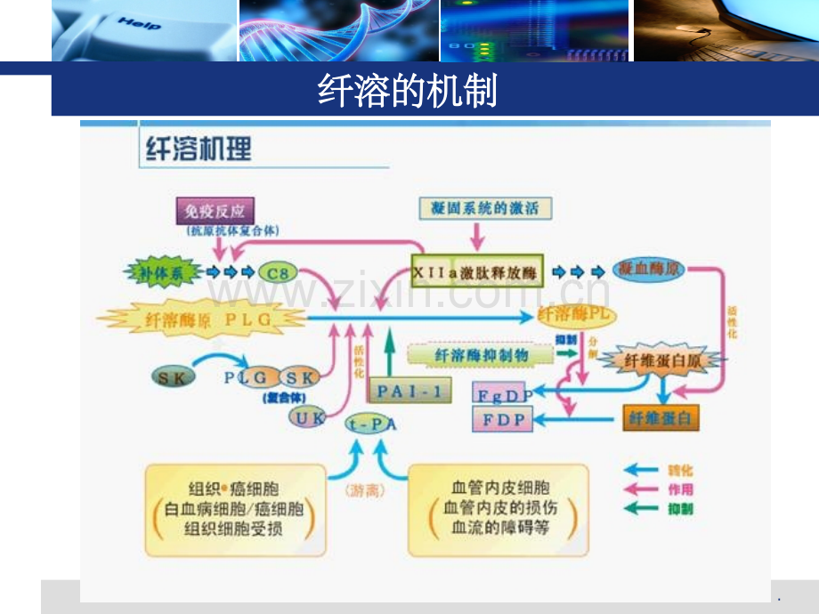 氨甲环酸在骨科中的应用情况.ppt_第3页