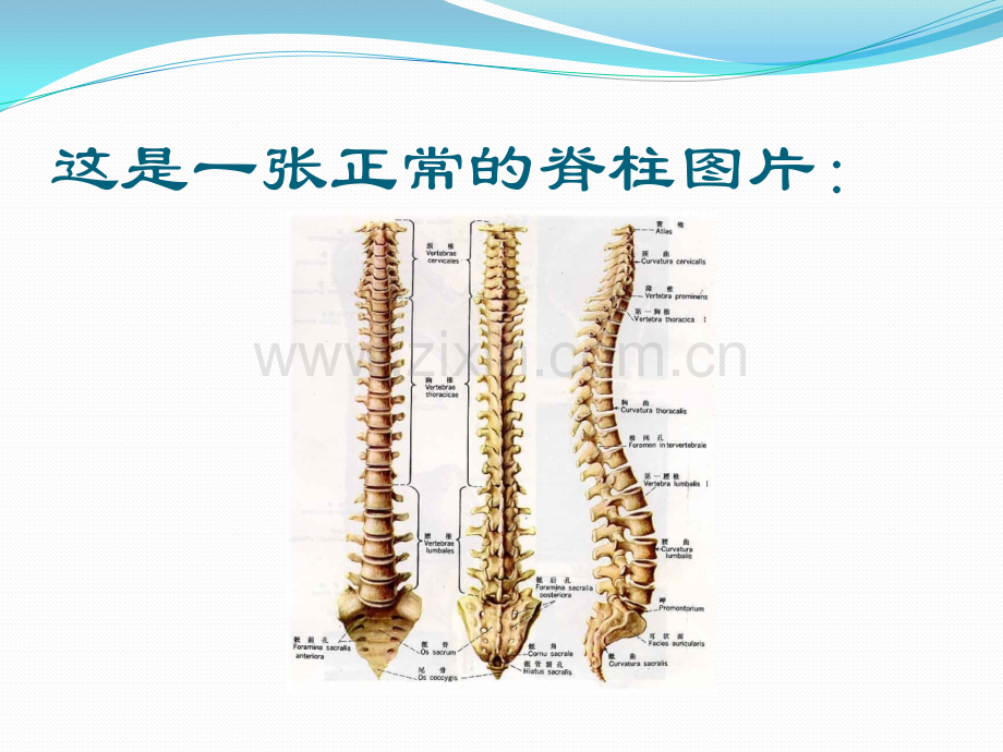 颈腰椎病的防治.pptx_第3页