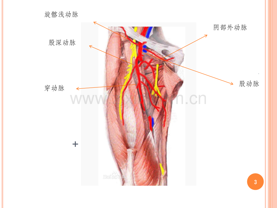 股动脉解剖1.ppt_第3页