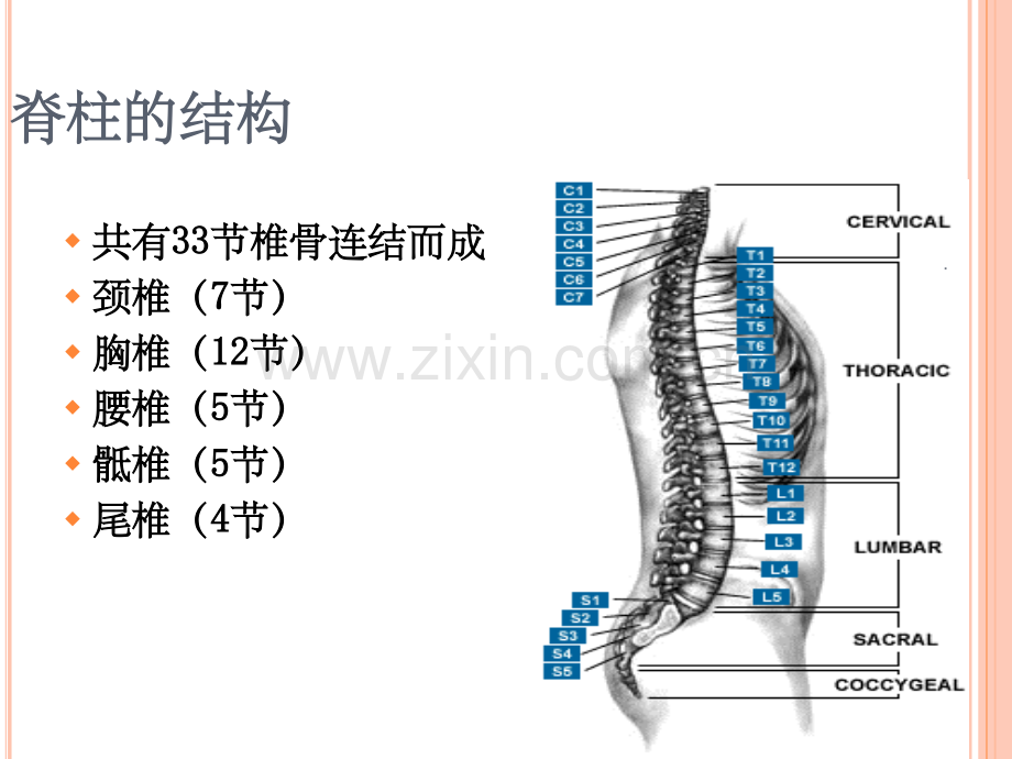 脊髓神经功能评估.ppt_第2页