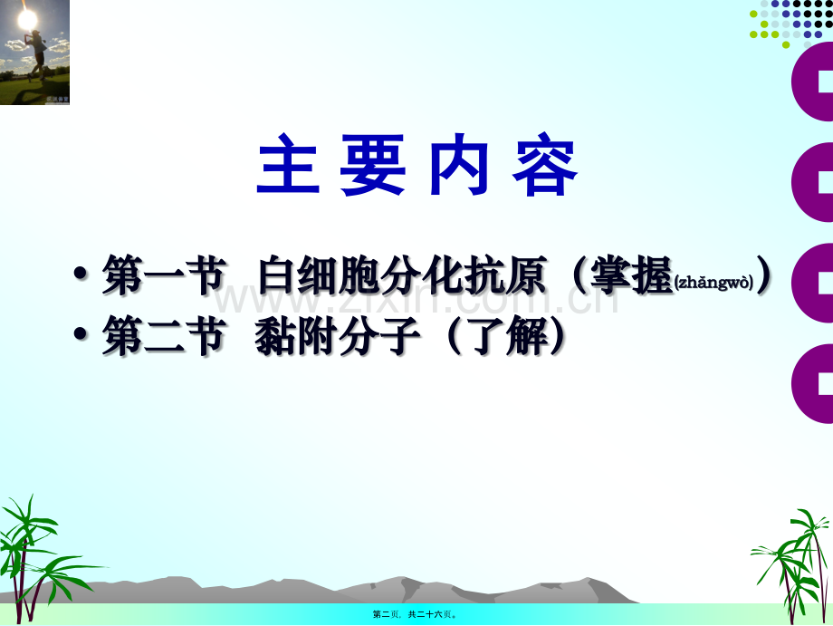 白细胞分化抗原与黏附分子.ppt_第2页