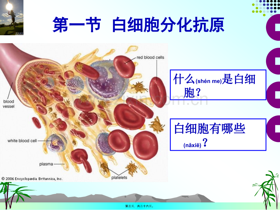 白细胞分化抗原与黏附分子.ppt_第3页