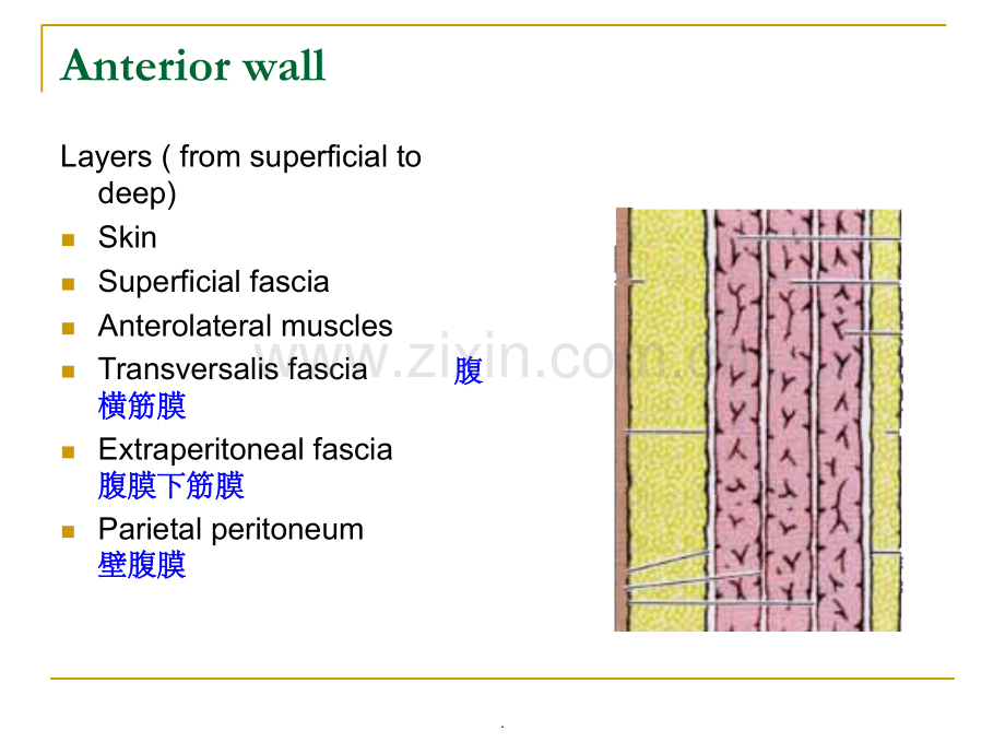 腹部解剖图谱.ppt_第2页