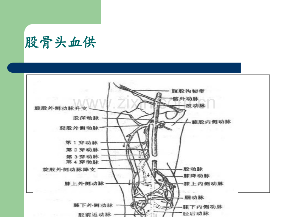 外科学-第八版-股骨头坏死.ppt_第3页