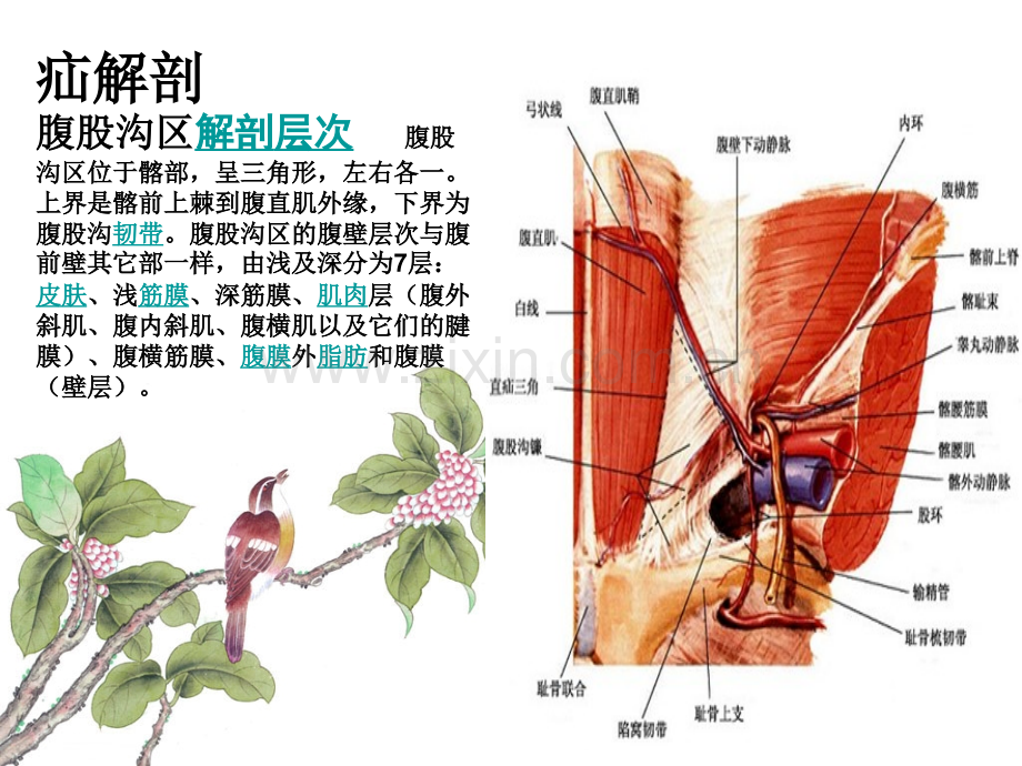 腹膜外腹腔镜腹股沟疝修补术.ppt_第2页