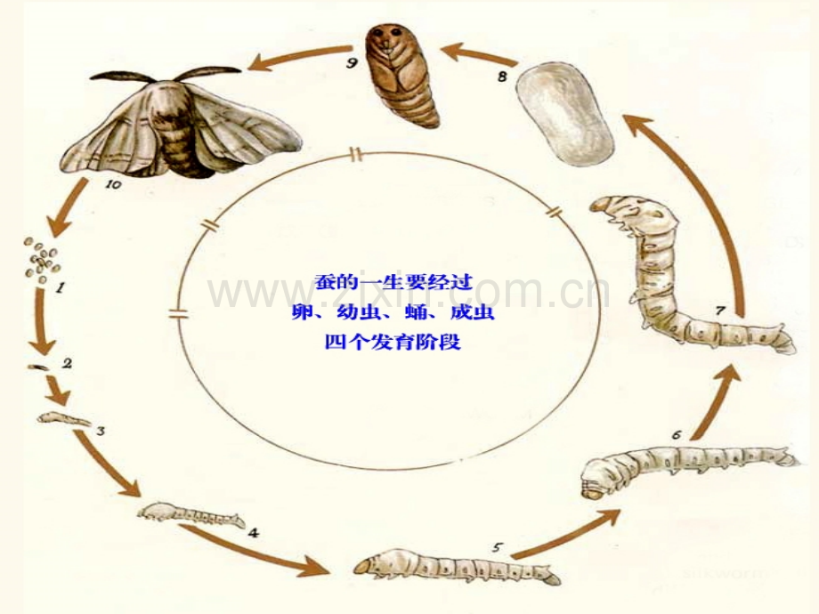 三年级科学下册--《昆虫》.ppt_第3页