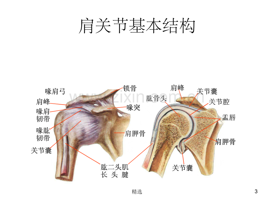 肩关节功能解剖.ppt_第3页