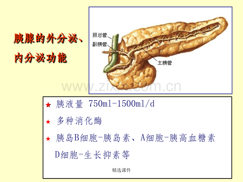 胰腺肿瘤病变的影像学诊断.ppt_第3页