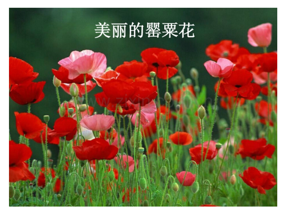 “禁毒教育”.ppt_第1页