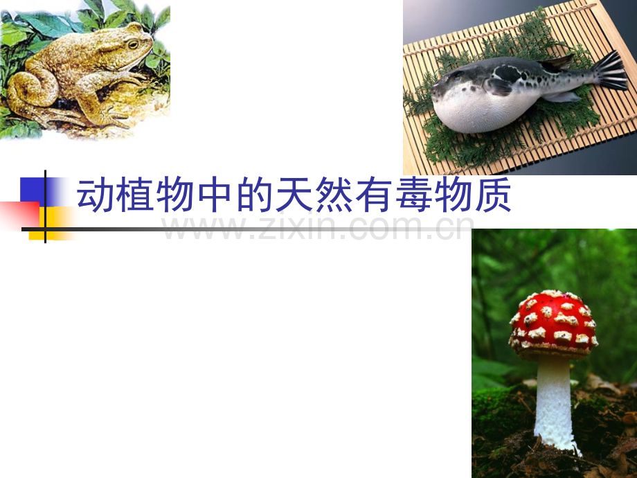 动植物中的天然有毒物质.ppt_第1页