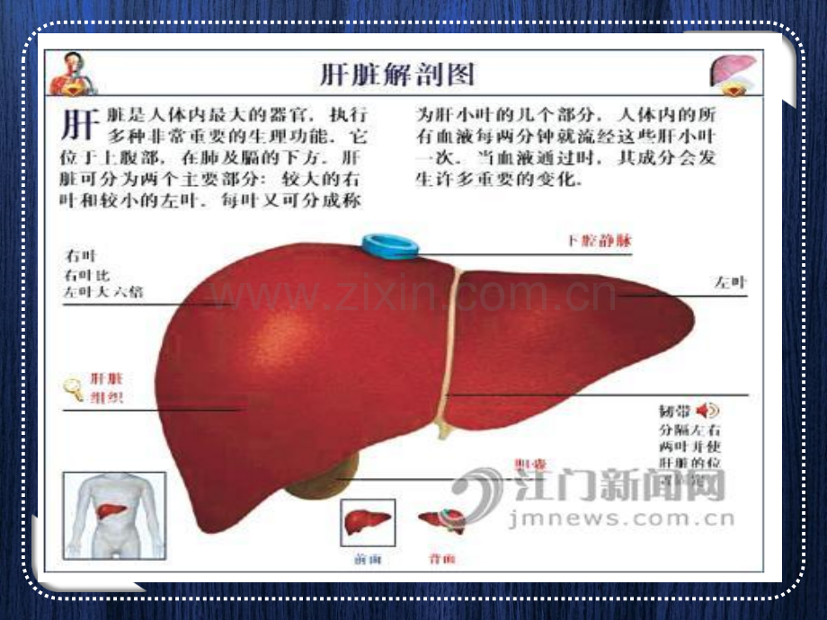 肝癌宣教.ppt_第2页