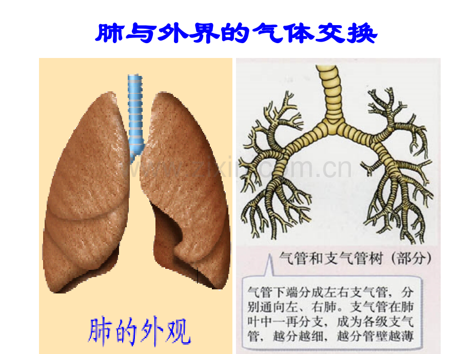 发生在肺内的气体交换课件.ppt_第2页