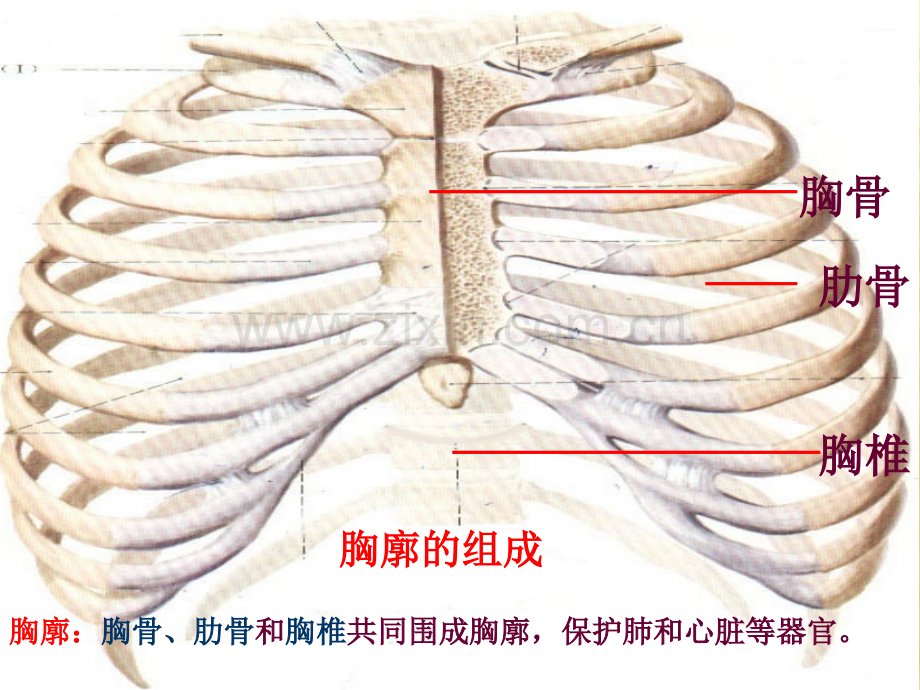 发生在肺内的气体交换课件.ppt_第3页