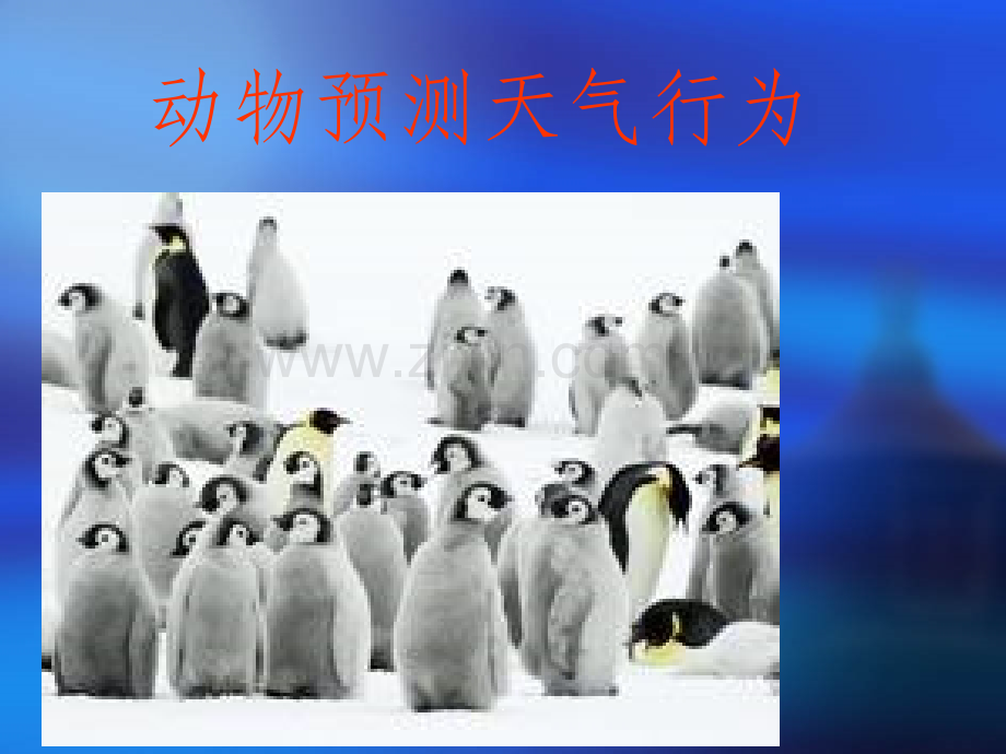 小动物预测天气的行为.ppt_第1页