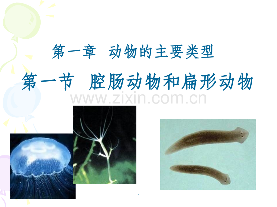 第一节腔肠动物和扁形动物.ppt_第2页