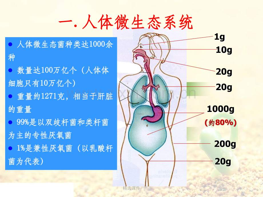 益生菌的相关知识.ppt_第3页